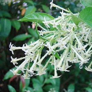 Night Blooming Jasmine Seeds 30 Pcs Fragrant Non-GMO Attract Pollinators Flower Seeds Home Garden Plant