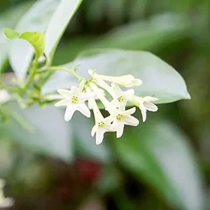 Alternative view of Night Blooming Jasmine Seeds 30 Pcs Fragrant Non-GMO Attract Pollinators Flower Seeds Home Garden Plant