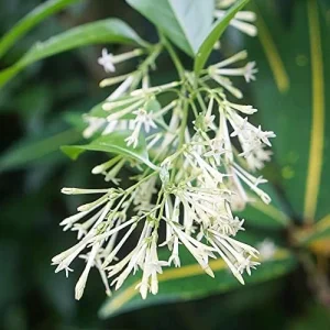 Night Blooming Jasmine Seeds 30 Pcs Fragrant Non-GMO Attract Pollinators Flower Seeds Home Garden Plant - Image 3