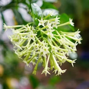 Night Blooming Jasmine Seeds 30 Pcs Fragrant Non-GMO Attract Pollinators Flower Seeds Home Garden Plant - Image 4
