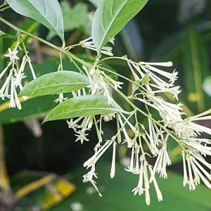 Night Blooming Jasmine Seeds 30 Pcs Fragrant Non-GMO Attract Pollinators Flower Seeds Home Garden Plant - Image 5