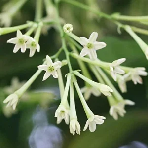 Night Blooming Jasmine Seeds 30 Pcs Fragrant Non-GMO Attract Pollinators Flower Seeds Home Garden Plant - Image 6