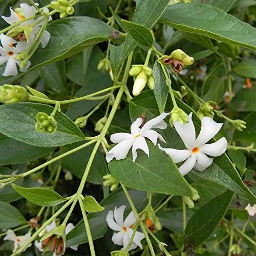 Night-Flowering Jasmine Seeds White Fragrant Flowers 100 Count Outdoor Patio