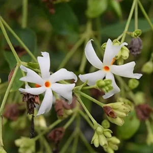 Alternative view of Night-Flowering Jasmine Seeds White Fragrant Flowers 100 Count Outdoor Patio