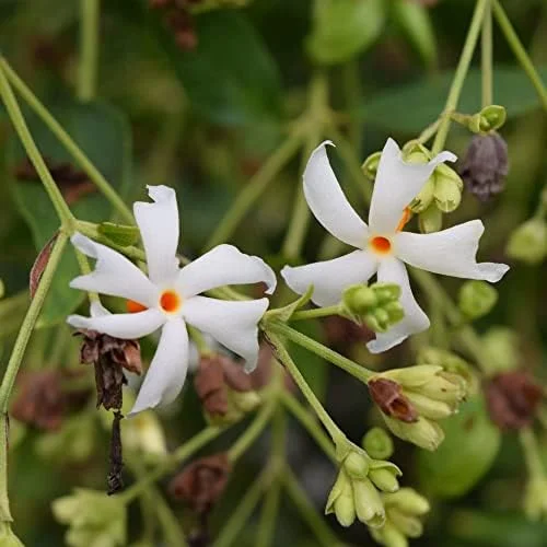 Night-Flowering Jasmine Seeds White Fragrant Flowers 100 Count Outdoor Patio - Image 2