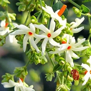 Night-Flowering Jasmine Seeds White Fragrant Flowers 100 Count Outdoor Patio - Image 3