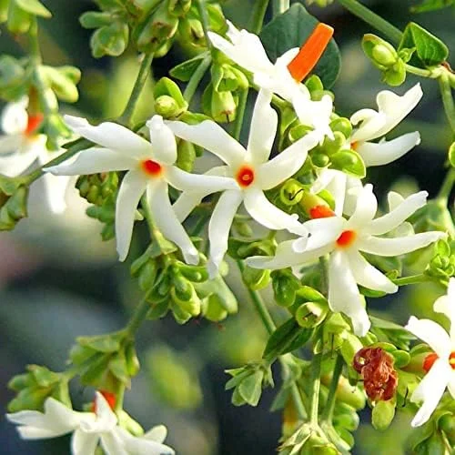 Night-Flowering Jasmine Seeds White Fragrant Flowers 100 Count Outdoor Patio - Image 3