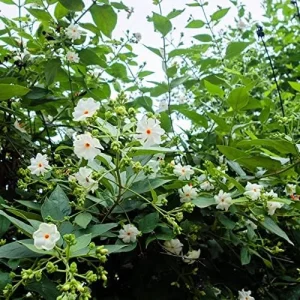 Night-Flowering Jasmine Seeds White Fragrant Flowers 100 Count Outdoor Patio - Image 4