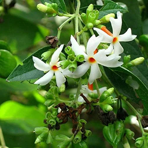 Night-Flowering Jasmine Seeds White Fragrant Flowers 100 Count Outdoor Patio - Image 5