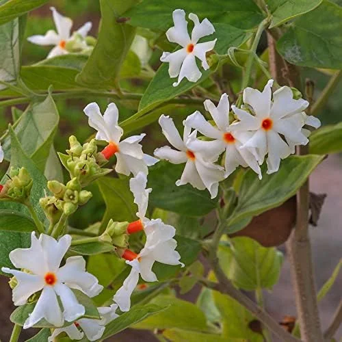 Night-Flowering Jasmine Seeds White Fragrant Flowers 100 Count Outdoor Patio - Image 6