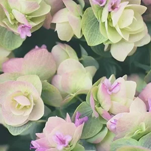 Ornamental Oregano Seeds 50Pcs Green Pink Rose-Pink GMO Free Attractive Foliage