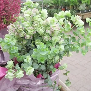 Alternative view of Ornamental Oregano Seeds 50Pcs Green Pink Rose-Pink GMO Free Attractive Foliage