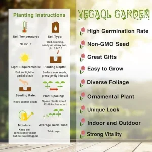 Ornamental Oregano Seeds 50Pcs Green Pink Rose-Pink GMO Free Attractive Foliage - Image 3