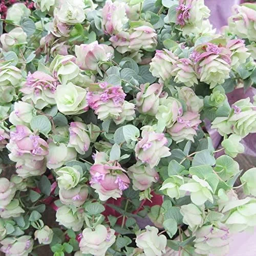 Ornamental Oregano Seeds 50Pcs Green Pink Rose-Pink GMO Free Attractive Foliage - Image 4