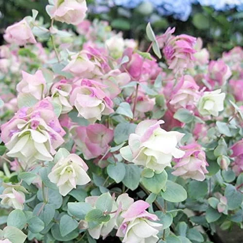 Ornamental Oregano Seeds 50Pcs Green Pink Rose-Pink GMO Free Attractive Foliage - Image 5