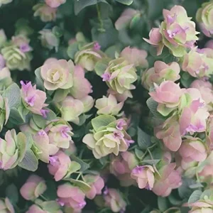 Ornamental Oregano Seeds 50Pcs Green Pink Rose-Pink GMO Free Attractive Foliage - Image 6