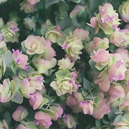 Ornamental Oregano Seeds 50Pcs Green Pink Rose-Pink GMO Free Attractive Foliage - Image 6