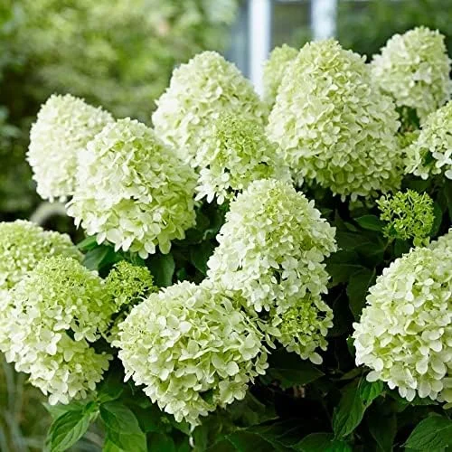 Paniculata Hydrangea Seeds Fast Growing Attracts Pollinators Outdoor Shrub Seeds 50Pcs