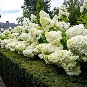 Alternative view of Paniculata Hydrangea Seeds Fast Growing Attracts Pollinators Outdoor Shrub Seeds 50Pcs