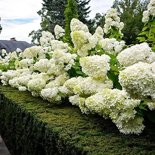 Paniculata Hydrangea Seeds Fast Growing Attracts Pollinators Outdoor Shrub Seeds 50Pcs - Image 2