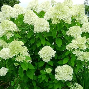 Paniculata Hydrangea Seeds Fast Growing Attracts Pollinators Outdoor Shrub Seeds 50Pcs - Image 3