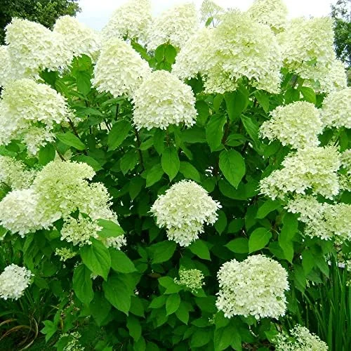 Paniculata Hydrangea Seeds Fast Growing Attracts Pollinators Outdoor Shrub Seeds 50Pcs - Image 3