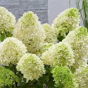 Paniculata Hydrangea Seeds Fast Growing Attracts Pollinators Outdoor Shrub Seeds 50Pcs - Image 4