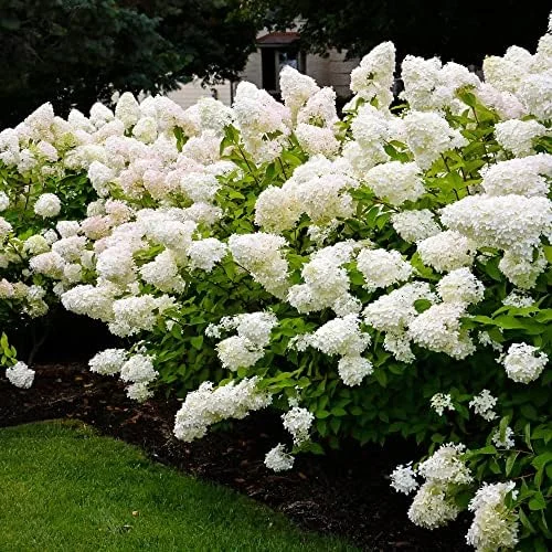 Paniculata Hydrangea Seeds Fast Growing Attracts Pollinators Outdoor Shrub Seeds 50Pcs - Image 5
