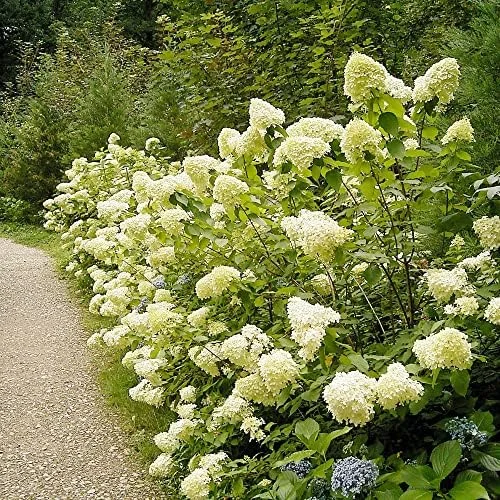 Paniculata Hydrangea Seeds Fast Growing Attracts Pollinators Outdoor Shrub Seeds 50Pcs - Image 6