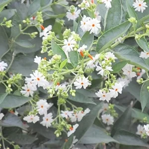 Alternative view of Parijat Flower Seeds, Fragrant White Ornamental, 10 Count, Organic, Outdoor Garden Decor