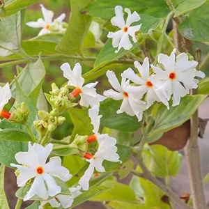 Parijat Flower Seeds, Fragrant White Ornamental, 10 Count, Organic, Outdoor Garden Decor - Image 3