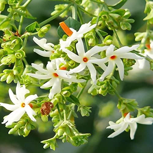 Parijat Flower Seeds, Fragrant White Ornamental, 10 Count, Organic, Outdoor Garden Decor - Image 4