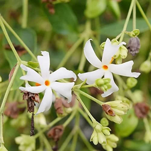 Parijat Flower Seeds, Fragrant White Ornamental, 10 Count, Organic, Outdoor Garden Decor - Image 5