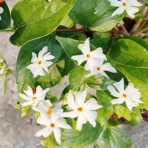 Parijat Flower Seeds, Fragrant White Ornamental, 10 Count, Organic, Outdoor Garden Decor - Image 6
