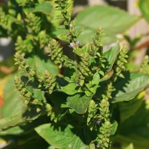 Alternative view of Patchouli Seeds Pogostemon Cablin Aromatic Herb Garden Fragrance 30 Seeds