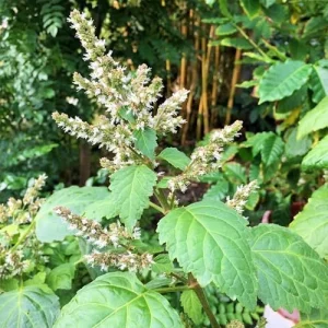 Patchouli Seeds Pogostemon Cablin Aromatic Herb Garden Fragrance 30 Seeds - Image 3