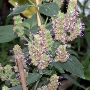 Patchouli Seeds Pogostemon Cablin Aromatic Herb Garden Fragrance 30 Seeds - Image 4