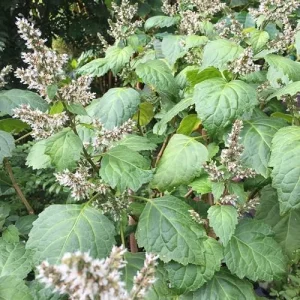 Patchouli Seeds Pogostemon Cablin Aromatic Herb Garden Fragrance 30 Seeds - Image 6