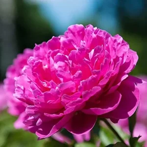 Peony Flower Seeds Perennial Plant Large Showy Fragrant Blooms 50 Count