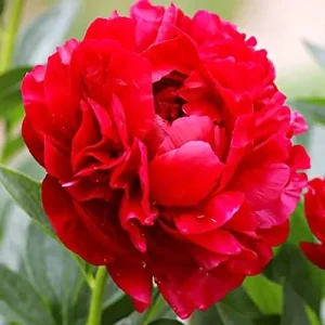 Alternative view of Peony Flower Seeds Perennial Plant Large Showy Fragrant Blooms 50 Count