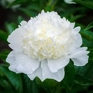 Peony Flower Seeds Perennial Plant Large Showy Fragrant Blooms 50 Count - Image 3
