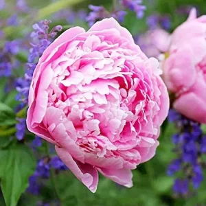 Peony Flower Seeds Perennial Plant Large Showy Fragrant Blooms 50 Count - Image 5