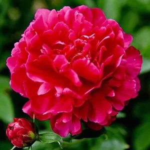 Peony Flower Seeds Perennial Plant Large Showy Fragrant Blooms 50 Count - Image 6