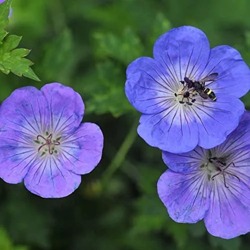 Perennial Flower Seeds Long Blooming Ground Cover, 55 Pcs, Attracts Bees & Butterflies, Low Maintenance