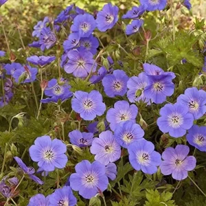 Alternative view of Perennial Flower Seeds Long Blooming Ground Cover, 55 Pcs, Attracts Bees & Butterflies, Low Maintenance