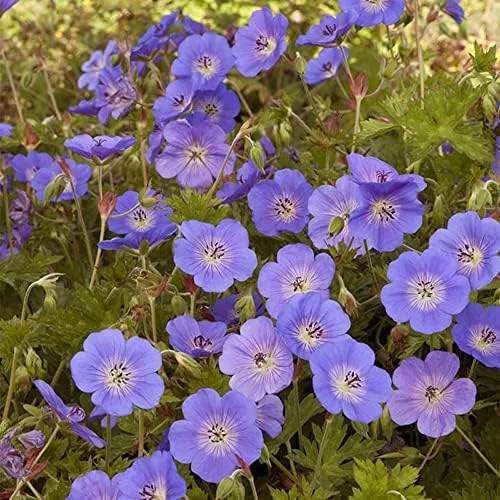 Perennial Flower Seeds Long Blooming Ground Cover, 55 Pcs, Attracts Bees & Butterflies, Low Maintenance - Image 2