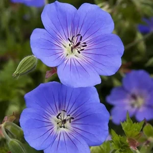 Perennial Flower Seeds Long Blooming Ground Cover, 55 Pcs, Attracts Bees & Butterflies, Low Maintenance - Image 3