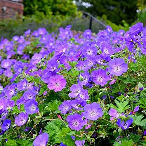 Perennial Flower Seeds Long Blooming Ground Cover, 55 Pcs, Attracts Bees & Butterflies, Low Maintenance - Image 4