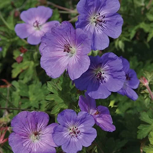 Perennial Flower Seeds Long Blooming Ground Cover, 55 Pcs, Attracts Bees & Butterflies, Low Maintenance - Image 5