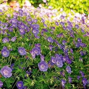 Perennial Flower Seeds Long Blooming Ground Cover, 55 Pcs, Attracts Bees & Butterflies, Low Maintenance - Image 6